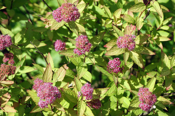 beautiful pink inflorescences