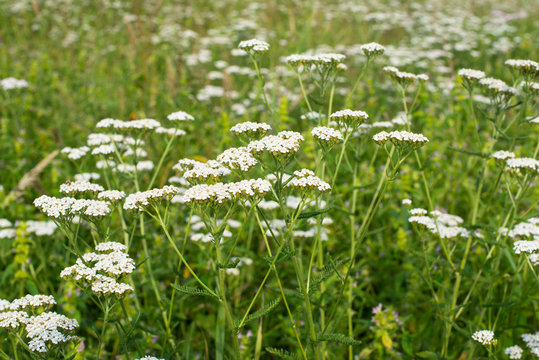 White Yarrow Flowers