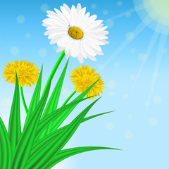 Vector image of realistic flowers of chamomile and dandelion in grass. Greeting card with a summer day