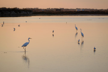 aigrette oiseaux camargue