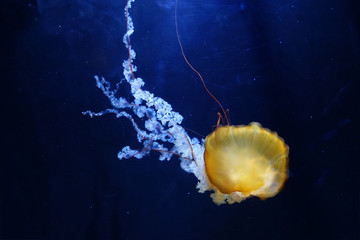 méduse jaune dans un aquarium