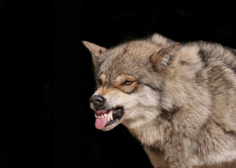 Wolf fletscht die Zähne und legt die Ohren an im Portrait vor schwarzem Hintergrund