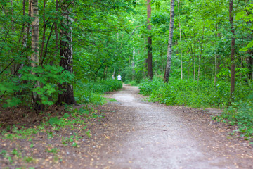 The path in the park in the summer