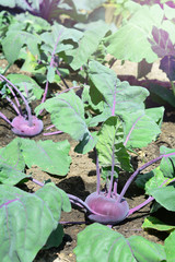 Purple kohlrabi growing in the garden