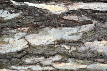 Panoramic photo of relief texture of the bark of pine.  Image of a tree bark texture.