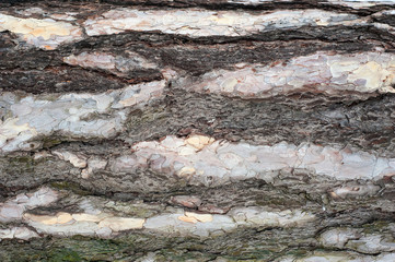 Panoramic photo of relief texture of the bark of pine.  Image of a tree bark texture.