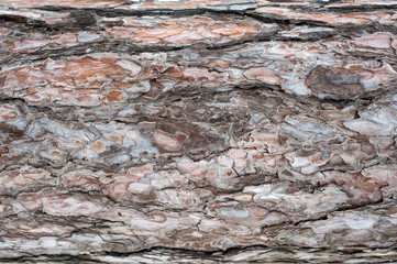 Panoramic photo of relief texture of the bark of pine.  Image of a tree bark texture.