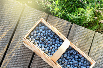 Wooden basket full of bilberries on a rustic planking