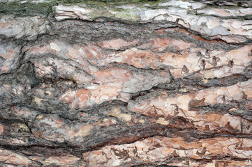Panoramic photo of relief texture of the bark of pine.  Image of a tree bark texture.