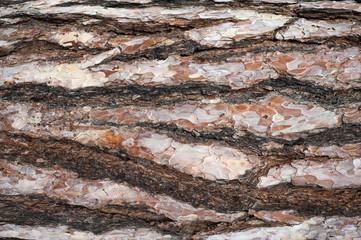 Panoramic photo of relief texture of the bark of pine.  Image of a tree bark texture.