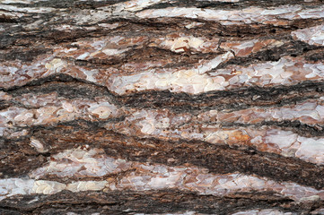 Panoramic photo of relief texture of the bark of pine.  Image of a tree bark texture.