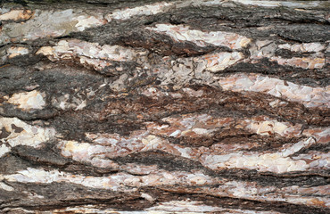 Panoramic photo of relief texture of the bark of pine.  Image of a tree bark texture.