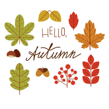 Vector colorful illustration of tree leaves with hello autumn inscription. Design elements for autumn sale banners, flyers and advertising. Leaves, berries, acorns and chestnut isolated