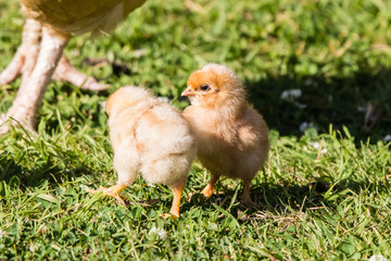 first release of the chicks in the barnyard