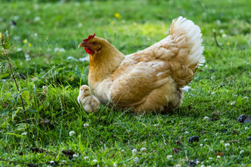 first release of the chicks in the barnyard