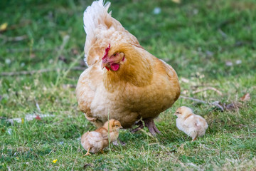 first release of the chicks in the barnyard