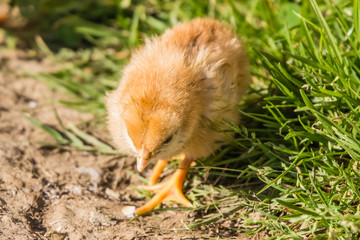 first release of the chicks in the barnyard
