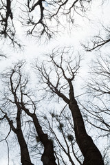 Bare trees