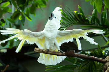 Exited white ockatoo exitedly flapping his wings and swinging his head as if putting on an opera...
