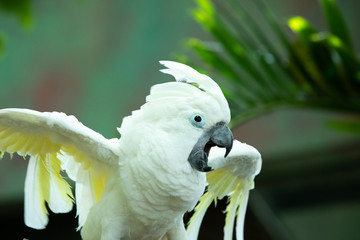 Exited white ockatoo exitedly flapping his wings and swinging his head as if putting on an opera singing performance in the greenery of a tropical forest. Dubai, UAE.