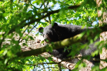 Ours noir d'Asie au sommet d'un arbre