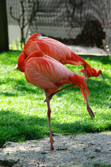 groupe de Flamant rose de Cuba