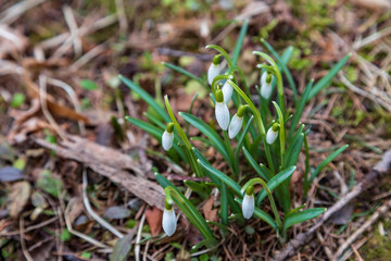 snowdrop