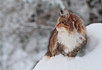 Norwegian forest cat female standing in snow