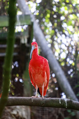 Ibis rouge sur une branche