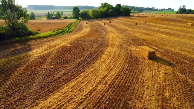 Field of freshly baled golden wheat, aerial view.
