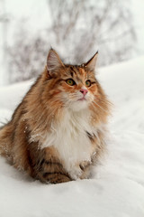 Young norwegian forest cat female wading in snow