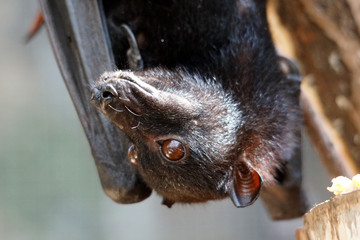 tête d'une chauve-souris