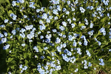 wild flowers forget-me-nots