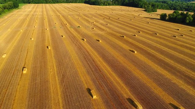 Field of freshly baled golden wheat, aerial view.
