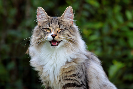 Young norwegian forest cat male winking his eye