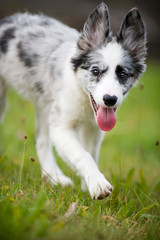 Border Collie Welpe läuft auf die Kamera zu