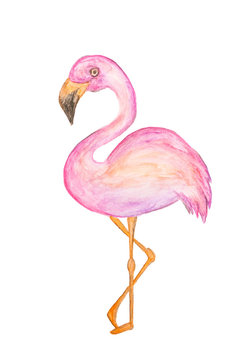 Pink flamingo bird, tropical style watercolor painting on real paper