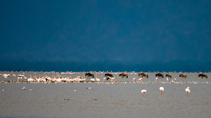 Flamingos und Gnus