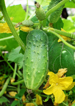 Cucumber hang on tree in the garden