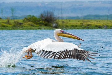 Great White Pelican taking off from a lake mid flight