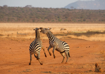 Obraz na płótnie Canvas Two male zebras fighting rearing up