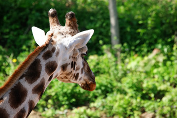 Tête d'une girafe