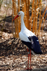 cigogne