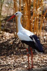 cigogne debout