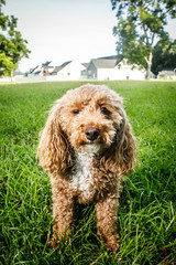 Fluffy Redhead Bichon Poodle Bichpoo Dog Outside in Yard