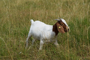 Ziegen