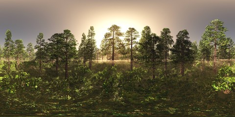 Trees in the fog. Environment map. HDRI map. equidistant projection. Spherical panorama. landscape
