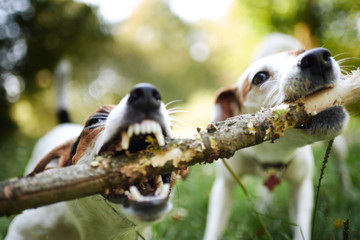 Two jack russells fight over stick on the grass in the park