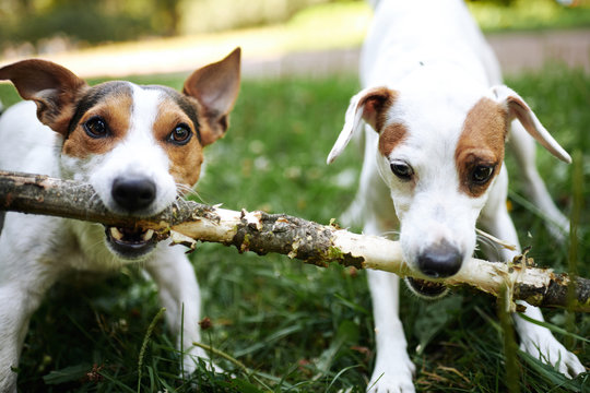 Two jack russells fight over stick on the grass in the park