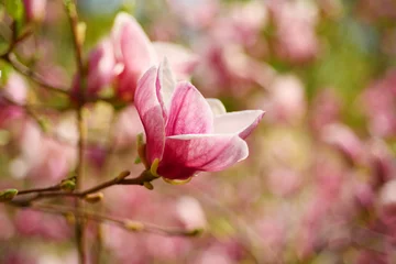 Foto op Canvas Blossoming of pink magnolia flowers in spring time, floral background © Roxana